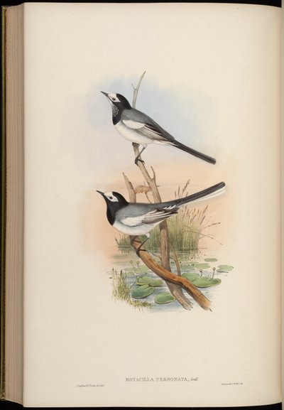 Masked Wagtail by John Gould